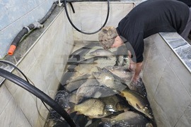 Свищов - Никулден - риба - цени