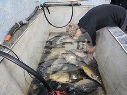 Свищов - Никулден - риба - цени