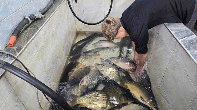 Шаранът в Свищов за Никулден запазва цената си от миналата година