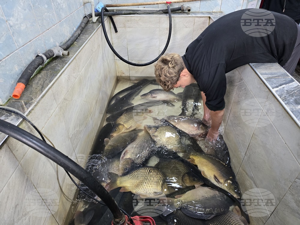 Свищов - Никулден - риба - цени