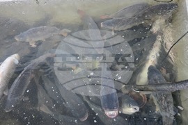 Свищов - Никулден - риба - цени