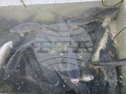 Свищов - Никулден - риба - цени