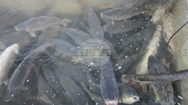 Проект за 3 млн. лева на Местна инициативна рибарска група "Свищов - Ценово" е одобрен за изпълнение по програмата за морско дело