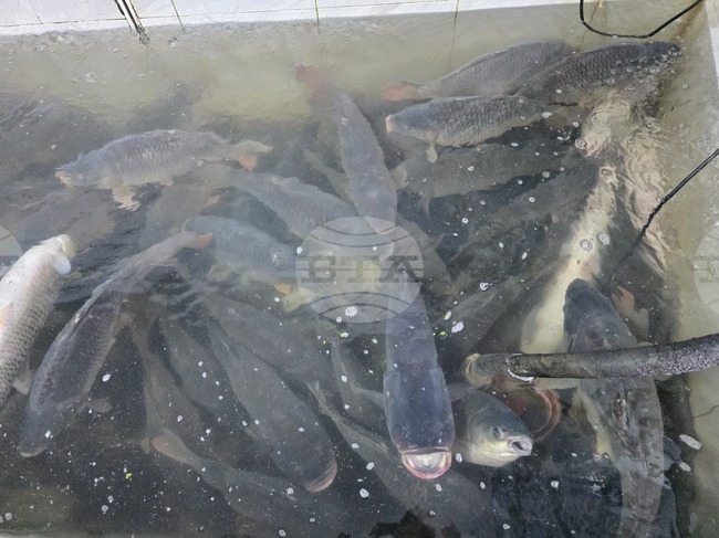 Проект за 3 млн. лева на Местна инициативна рибарска група "Свищов - Ценово" е одобрен за изпълнение по програмата за морско дело