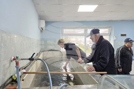 Свищов - Никулден - риба - цени