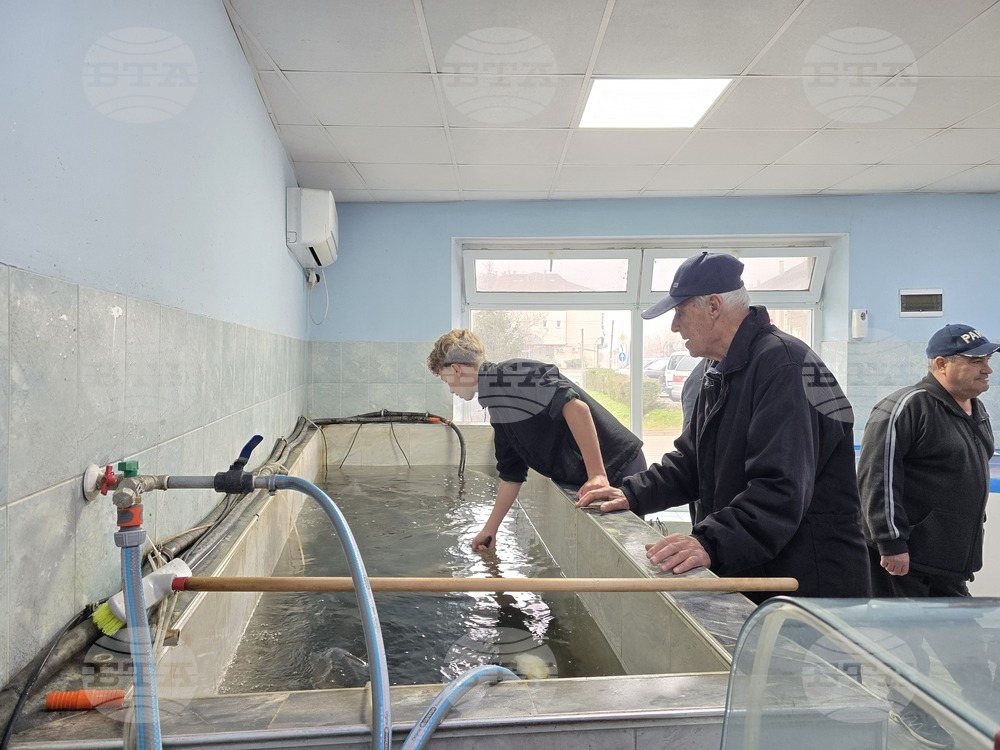 Свищов - Никулден - риба - цени