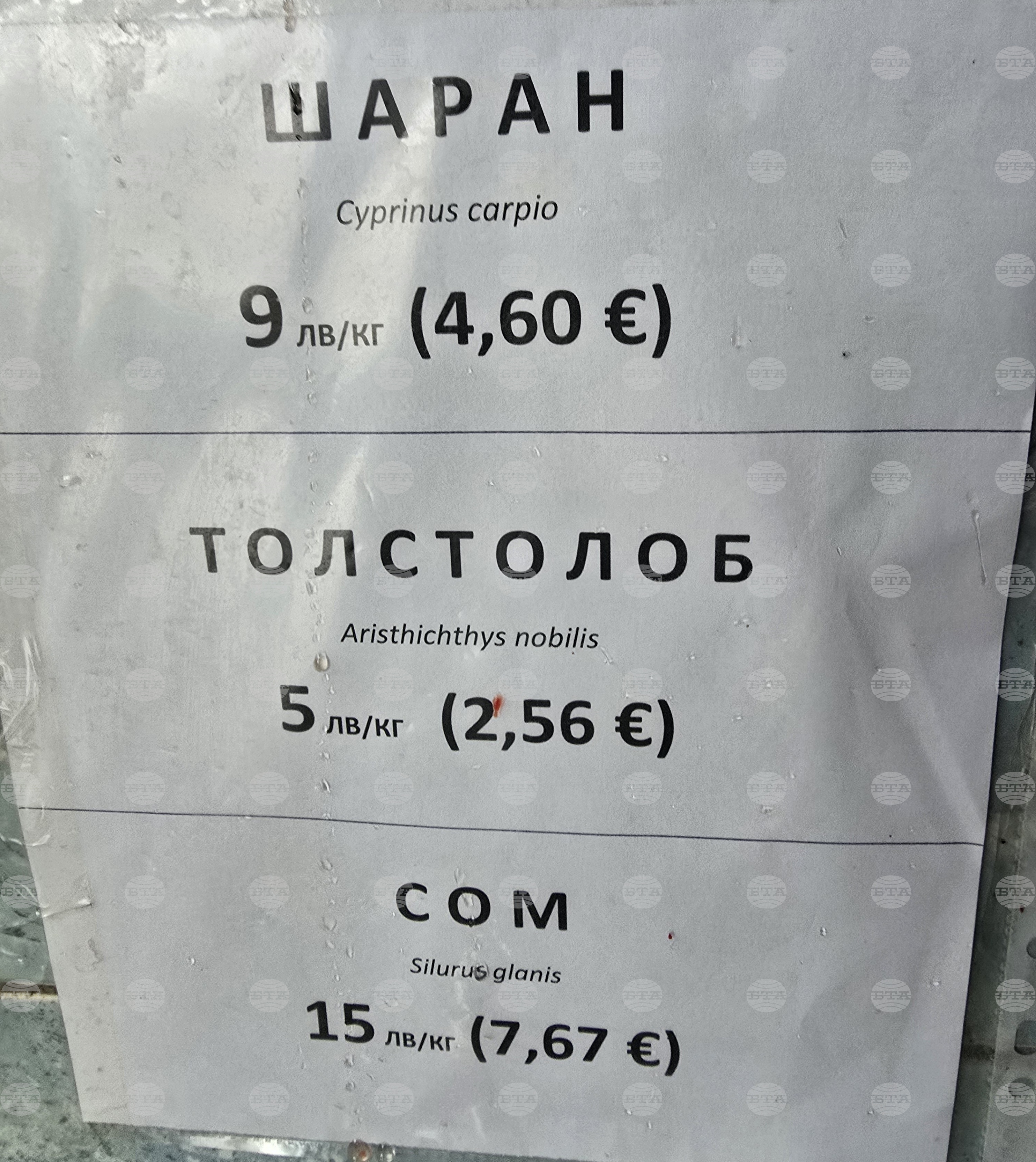 Свищов - Никулден - риба - цени