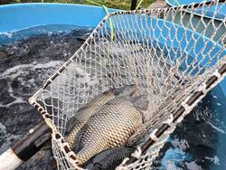 Видин - Никулден - риба - цени