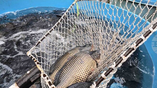 Няма промяна в цената на шарана за Никулден във Видин спрямо миналата година, според търговци