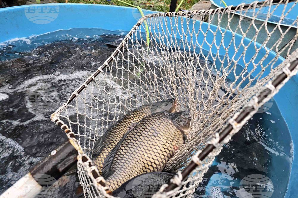 Няма промяна в цената на шарана за Никулден във Видин спрямо миналата година, според търговци