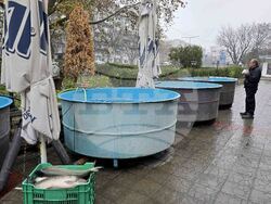 Видин - Никулден - риба - цени