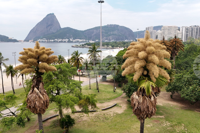 Brazil Palm Tree