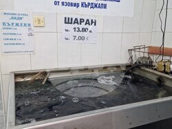 Хасково - риба - Никулден