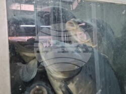 Хасково - риба - Никулден