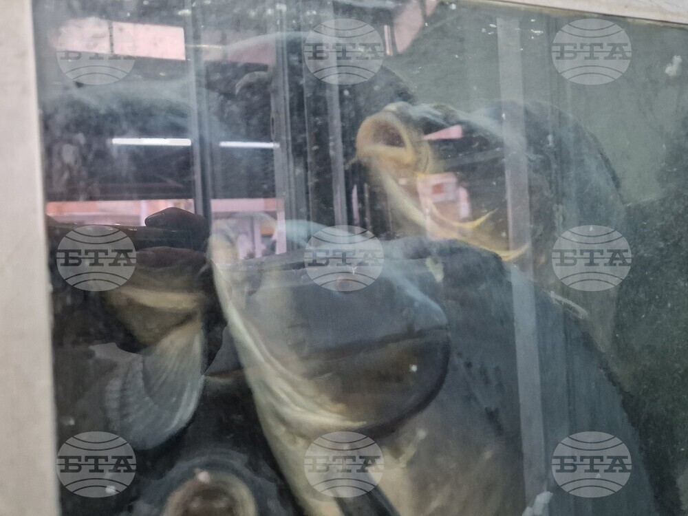 Хасково - риба - Никулден