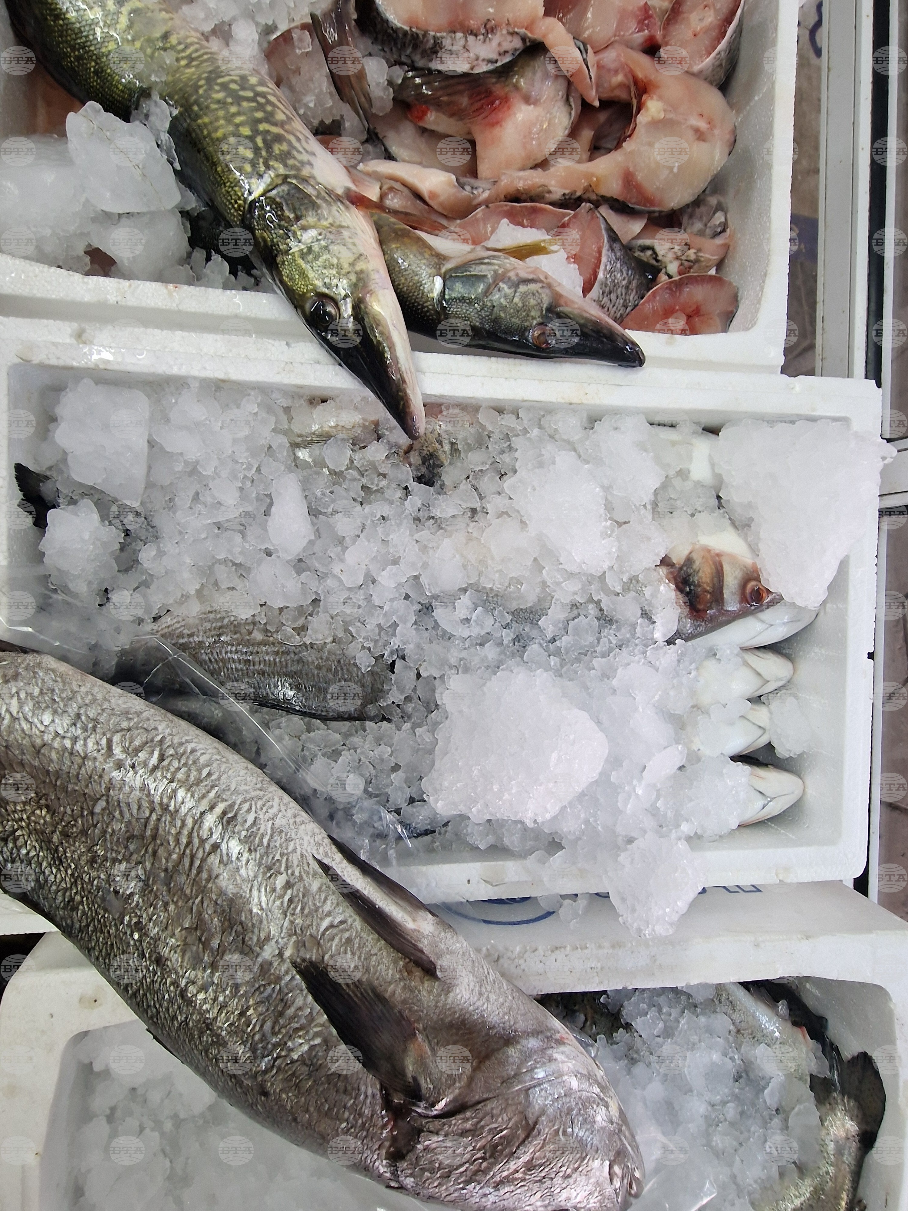 Хасково - риба - Никулден