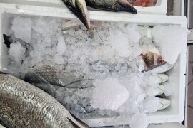 Хасково - риба - Никулден