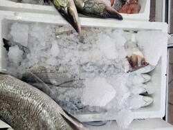 Хасково - риба - Никулден