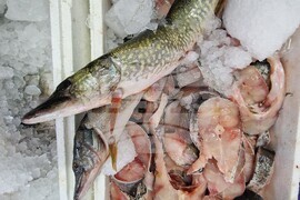 Хасково - риба - Никулден