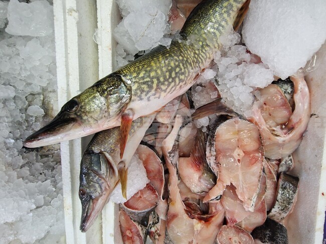 Хасково - риба - Никулден