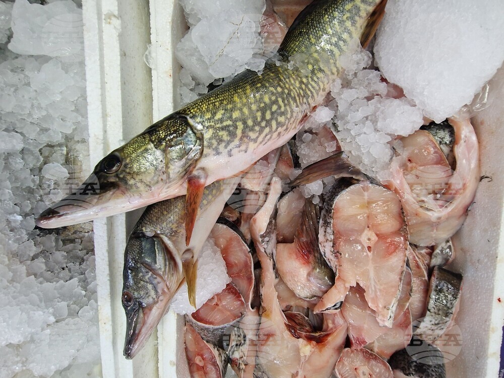 Хасково - риба - Никулден