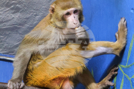 Mississippi Monkey New Jersey Refuge
