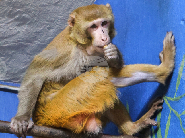 Mississippi Monkey New Jersey Refuge