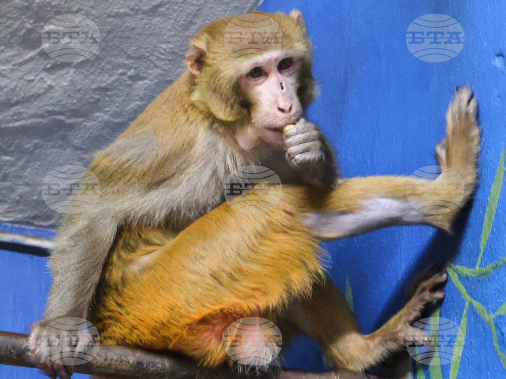 Mississippi Monkey New Jersey Refuge