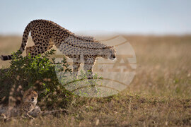Namibia Cheetah Sperm Bank