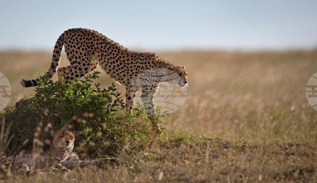 Namibia Cheetah Sperm Bank