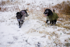 Be Well Winter Pet Care