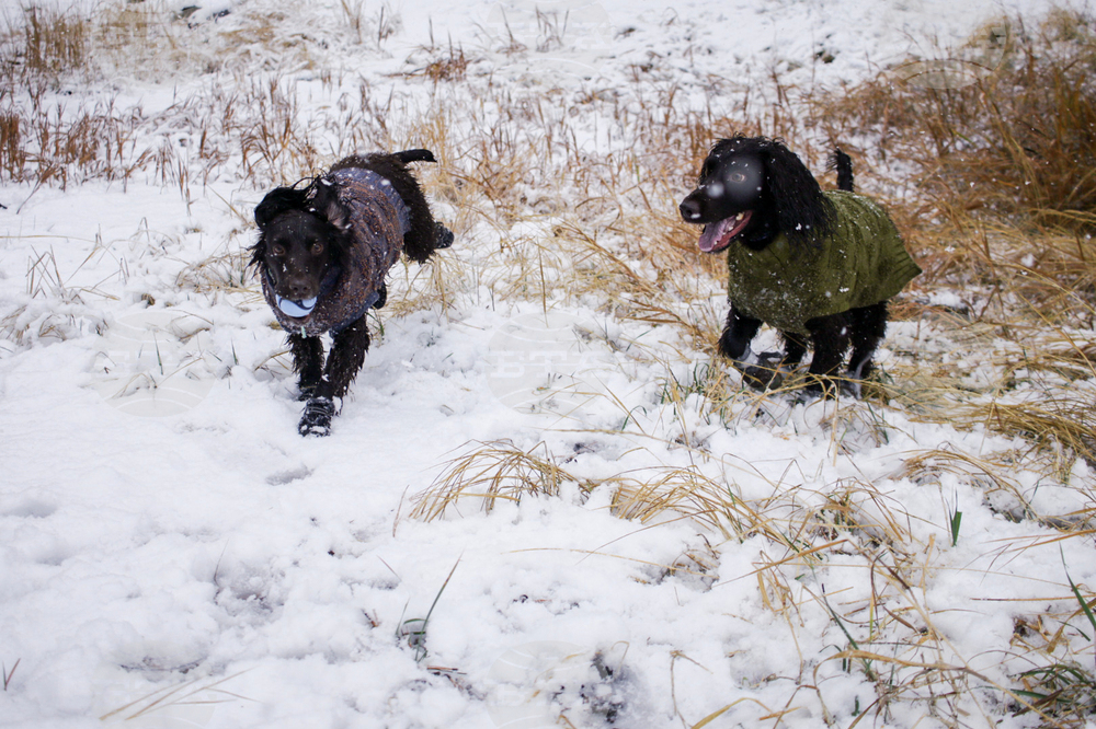 Be Well Winter Pet Care