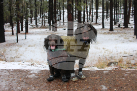 Be Well Winter Pet Care