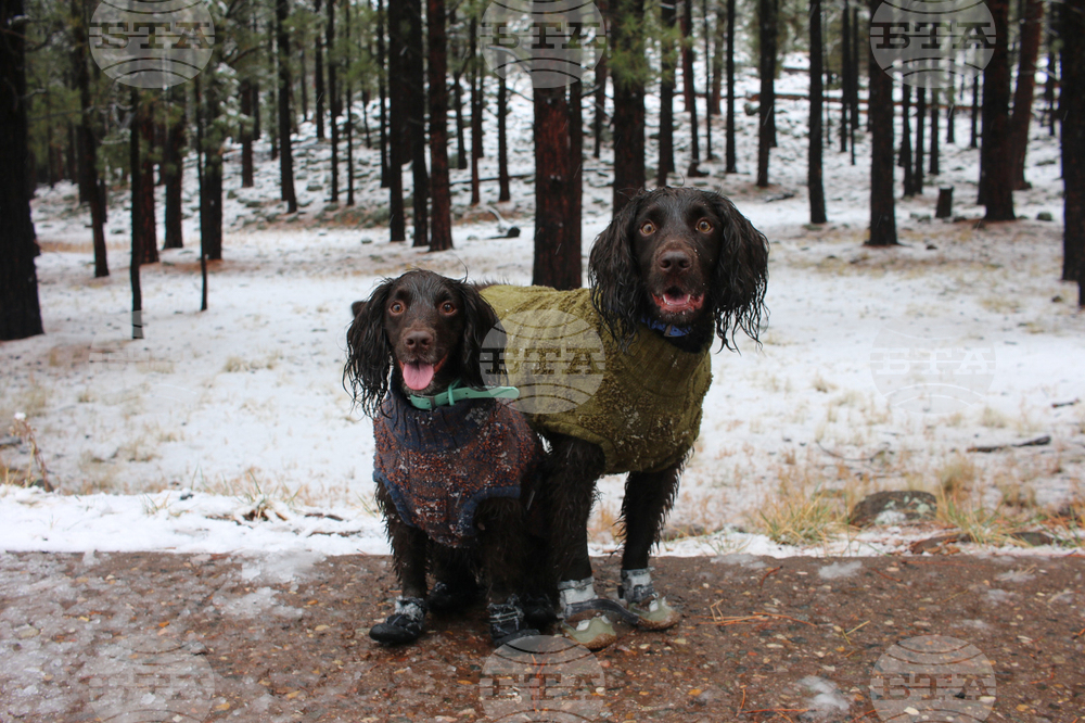 Be Well Winter Pet Care