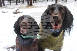 Be Well Winter Pet Care