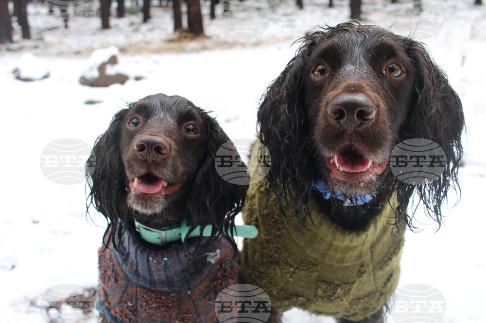 Be Well Winter Pet Care