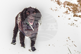 Be Well Winter Pet Care