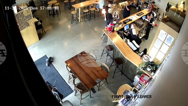 New Zealand Seal In A Bar