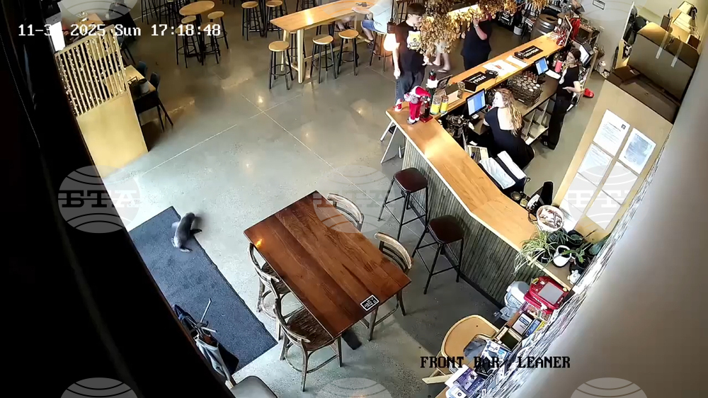 New Zealand Seal In A Bar