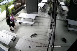 New Zealand Seal In A Bar