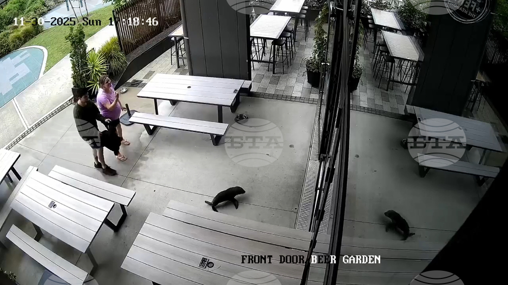 New Zealand Seal In A Bar