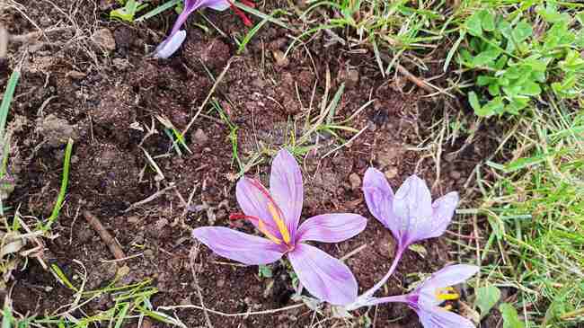 Първа реколта от шафранови насаждения край Смолян доказва, че „червеното злато“ вирее добре в района