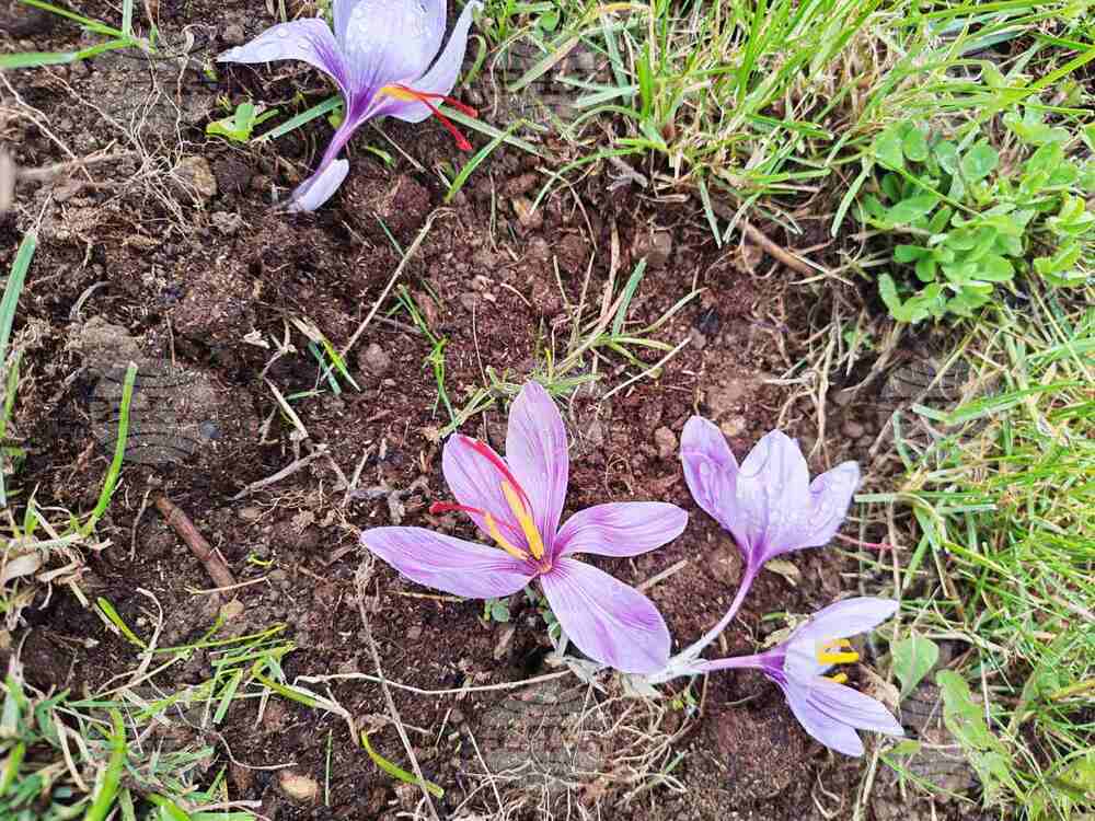 Първа реколта от шафранови насаждения край Смолян доказва, че „червеното злато“ вирее добре в района