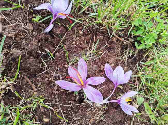 Първа реколта от шафранови насаждения край Смолян доказва, че „червеното злато“ вирее добре в района