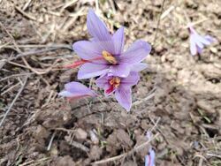 Смолян - шафран