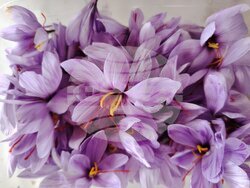 Смолян - шафран