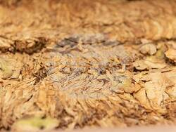 Снимка: Национална асоциация на тютюнопроизводителите 2010