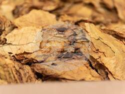 Снимка: Национална асоциация на тютюнопроизводителите 2010