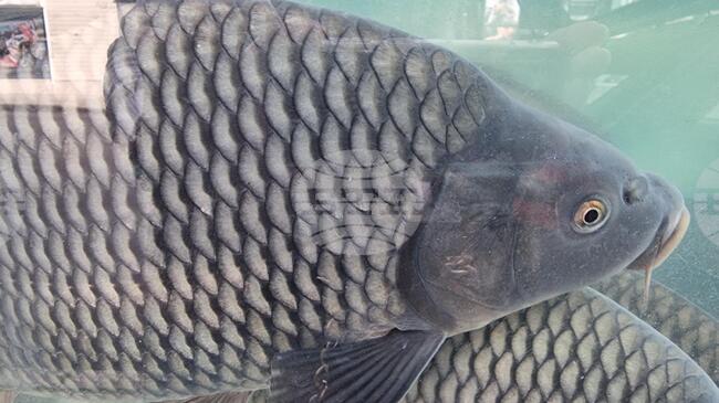 Цената на жив шаран в Дупница, дни преди Никулден, е 11,70 лв.