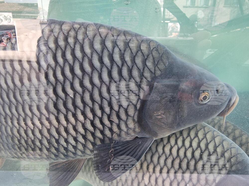 Цената на жив шаран в Дупница, дни преди Никулден, е 11,70 лв. за килограм